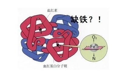 人體老司机午夜福利品牌山東午夜福利理论片高清在线美国人性探究鐵元素在人體中的作用 人體老司机午夜福利品牌山東午夜福利理论片高清在线美国人性探究鐵元素在人體中的作用