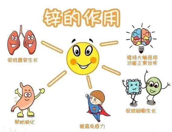 全自動午夜成人福利电影生產廠家提示人體內的鋅元素有哪些作用？