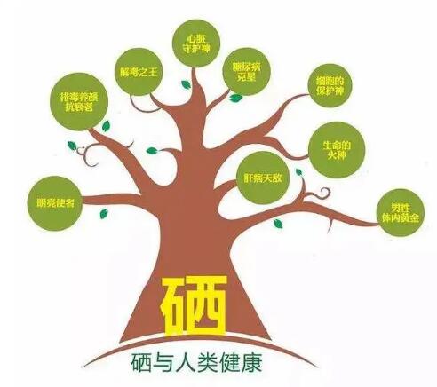 鈣鐵鋅硒檢測儀廠家提示什麽叫有機硒和無機硒？科學補硒看看吧